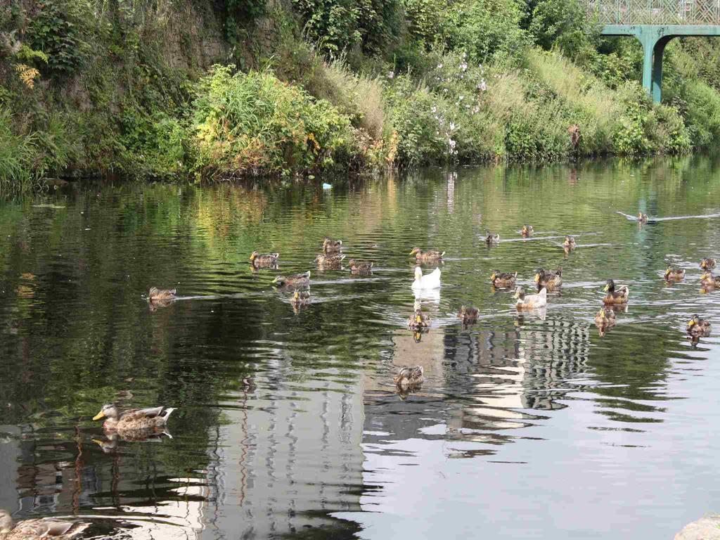 Shannon Breeze B&B Killaloe Buitenkant foto